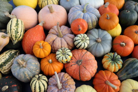 Best Heirloom Pumpkin Varieties Image